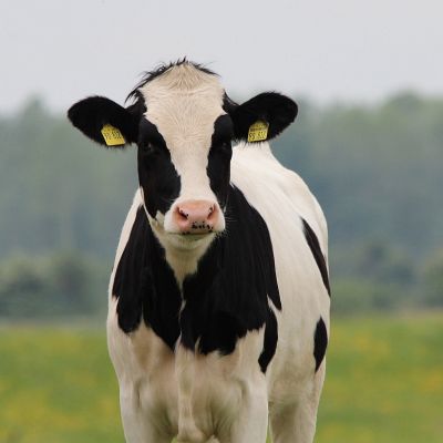 llotja-104